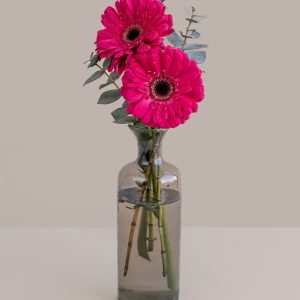 Gerbera en Florero 01