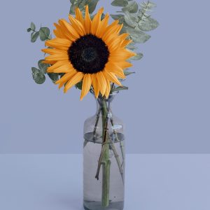 Girasoles en Florero 02